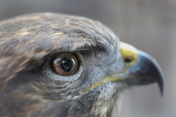 Light reflection in eye of hawk
