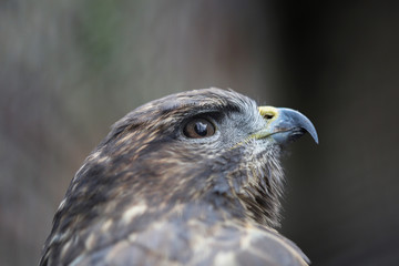 Animal portrait of brown hawk