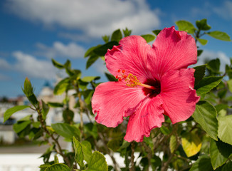 A beautiful, bright, gorgeous large red hibiscus in flower in a natural tropical environment. © Rob Thorley