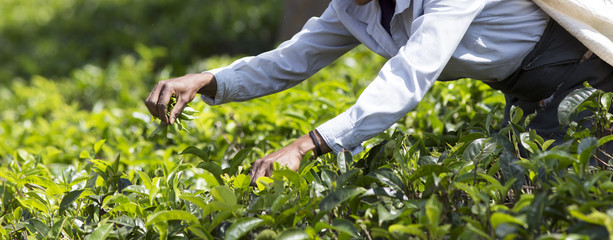 Tea picker working on plantation in Sri Lanka