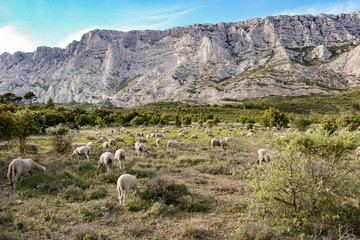 Mount Sainte Victoire and Sheeps
