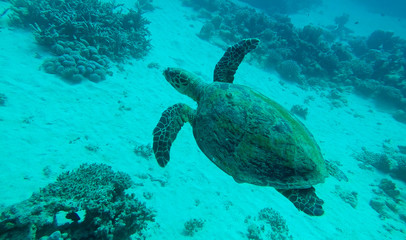 Naklejka na ściany i meble echte Karettschildkröte im Roten Meer