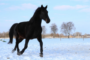 Beautiful Horse running in the snow in field