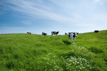 krowy na łące - obrazy, fototapety, plakaty
