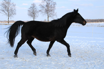 Beautiful Horse running in the snow in field