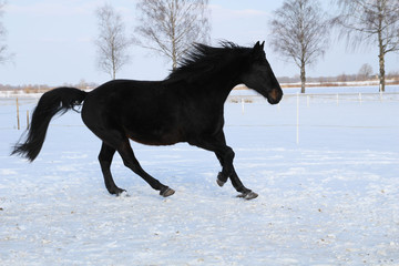Fototapeta na wymiar Beautiful Horse running in the snow in field