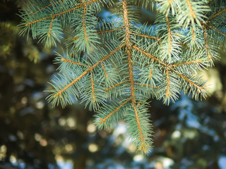 sprigs of spruce with green needles 1