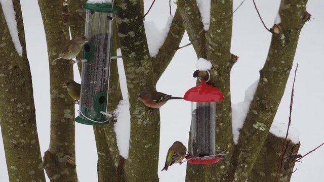 Chaffinch, siskins and greenfinch eating sunflower seeds from a bird feeder in a snow covered garden.