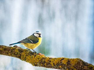 Blaumeise im Winter auf einem Ast