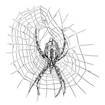 Vector artistic pen and ink hand drawing illustration of wasp spider on net.