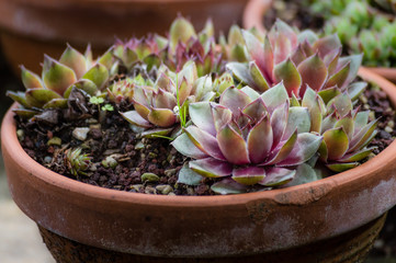 Beautiful tiny succulent plants in a pot closeup, selective focus