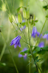 Flowers of harebell (Campanula rotundifolia) closeup on natural background, selective focus