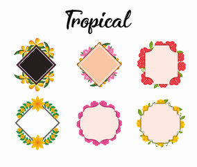 icon set of frames with tropical flowers over white background, colorful design vector illustration