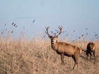 Red deer stag stares at the camera