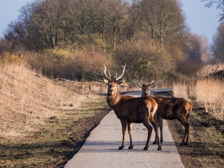 Red deer stags stare at the camera