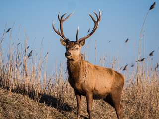 Red deer stag stares at the camera