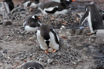Fototapeta premium Gentoo penguin with egg in nest