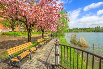 Unidentified person contemplates sitting on a bench on Shinobazu Pond in Ueno Park, central Tokyo during cherry blossom. Ueno Park is one of the most popular and lively cherry blossom spots.