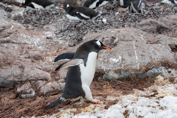 Fototapeta premium Gentoo penguin going