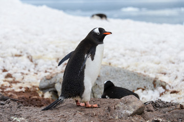 Fototapeta premium Gentoo penguin going