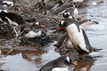 Fototapeta premium Gentoo penguin going with stone in beak
