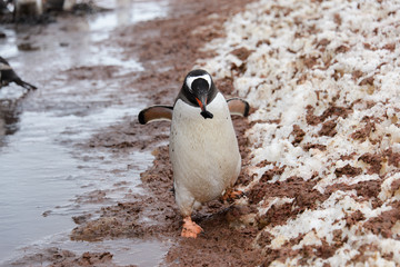 Gentoo penguin going with stone in beak