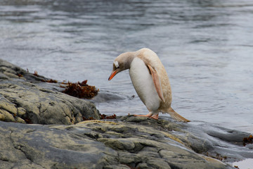 Obraz premium Gentoo penguin albino