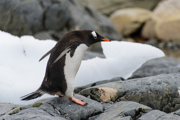 Gentoo penguin going