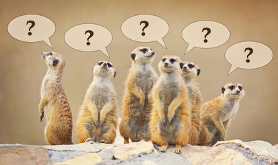 Group of watching surricatas with question marks - obrazy, fototapety, plakaty