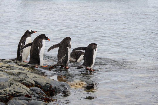 Gentoo penguins going to sea