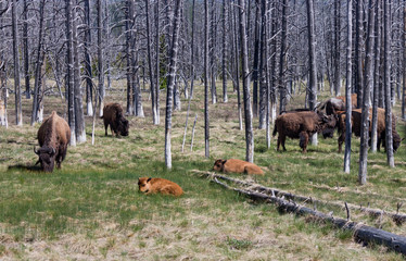 Buffalo herd with calves in Yellowstone National Park