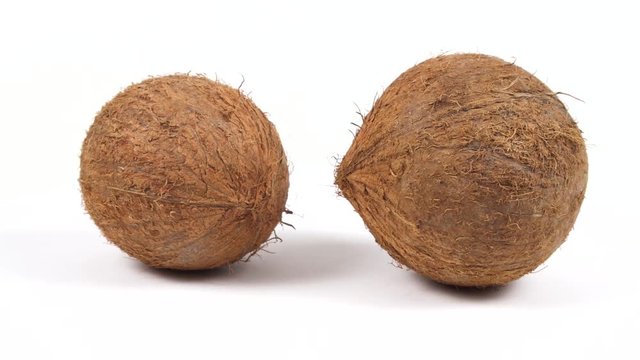Two ripe whole brown tropical coconuts rotating on white isolated background. Healthy tropical fruits. Loopable seamless cocos rotating