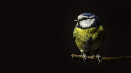 Oiseaux du Grésivaudan - Chartreuse - Isère.