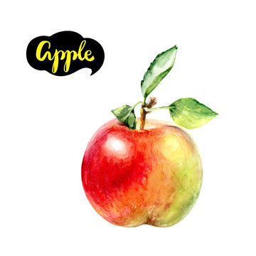 apple fruit watercolor