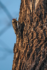 Obraz premium Yellow Bellied Sapsucker on a tree