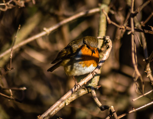 Robinhood Bird