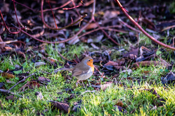 Robinhood Bird