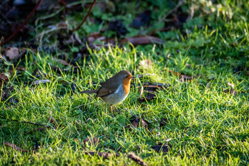 Robinhood Bird
