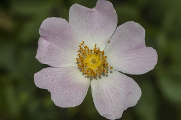 Obraz premium Spring flower green backgraund