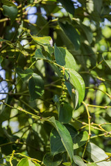 Khmer pepper farm, Kampot