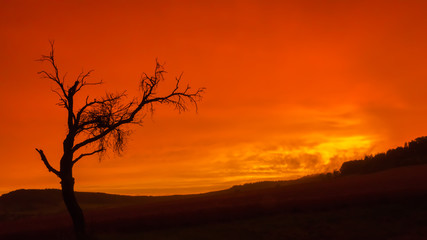 Fototapeta na wymiar dead tree with orange sky