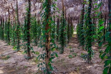 Khmer pepper farm, Kampot