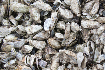 Stack of oyster shells