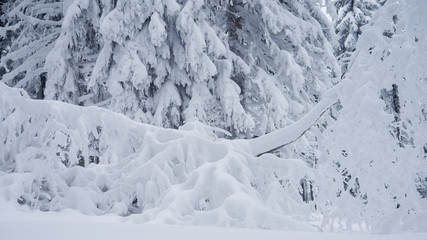 Fototapeta na wymiar Frozen Trees, Czech Mountains, Winter