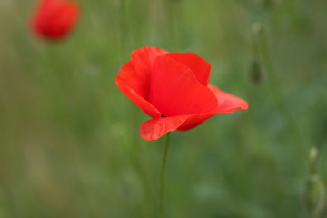 Obraz premium Pink flowers, flower pattern, blank for the designer, botanical garden in summer, a blooming meadow in the park, pink flowers for the postcard, retro style, many small flowers, pink color