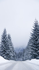 Winter road, Frozen Trees, Czech Mountains, Winter