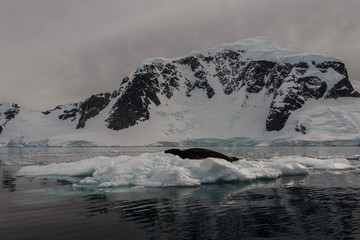 Leopard seal on ice