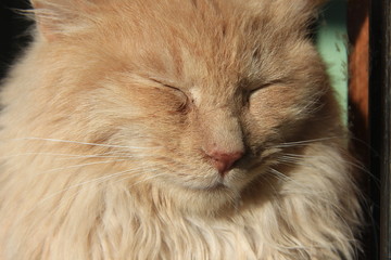 日光浴中の猫の幸せそうな顔