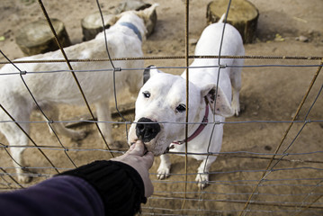 Obraz premium Dog in kennel