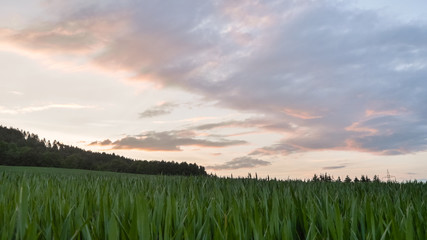 Summer meadow, farm land